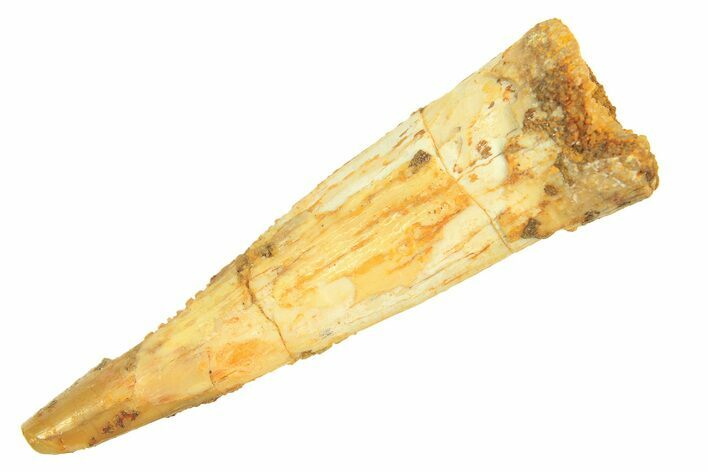 Fossil Pterosaur (Siroccopteryx) Tooth - Morocco #297025